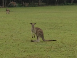 and more curious roos.....