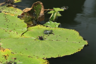 this is the first time I have actually seen a frog on a lilypad :)