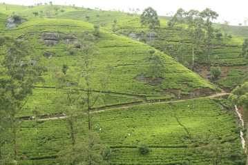 tea plantation with workers dotted throughout