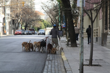 these dogwalkers are everywhere in Buenos Aires, sometimes with as many as 15 dogs in tow