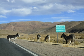some donkeys just hanging out